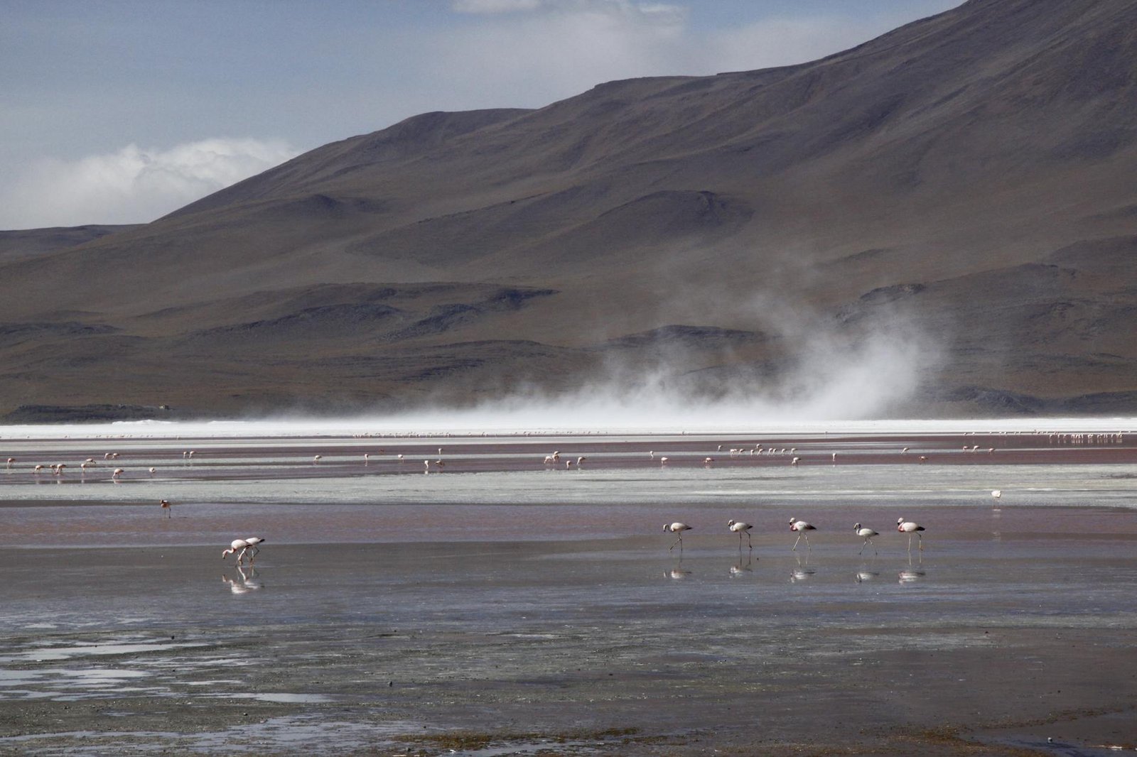 Flamants roses à Laguna Colorada sur l'itinéraire entre San Pedro de Atacama et Uyuni