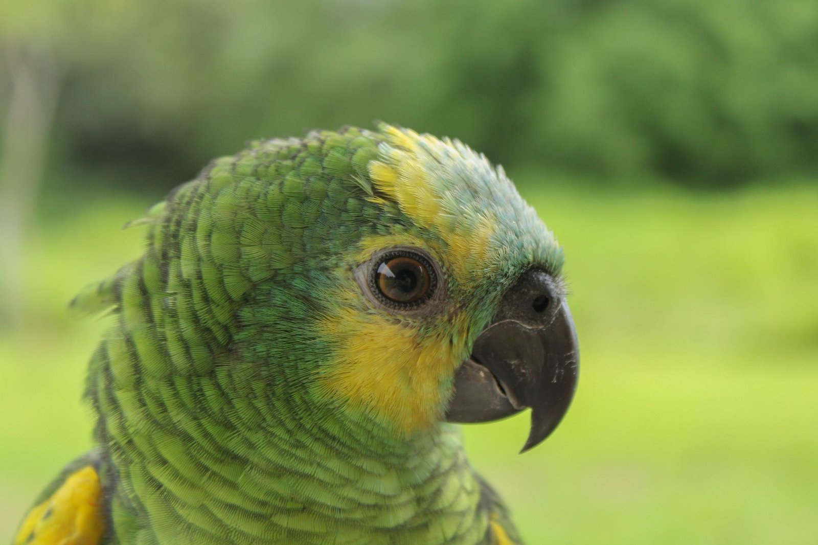 Perroquet amazonien coloré photographié en Bolivie pour illustrer la biodiversité d’Amboró