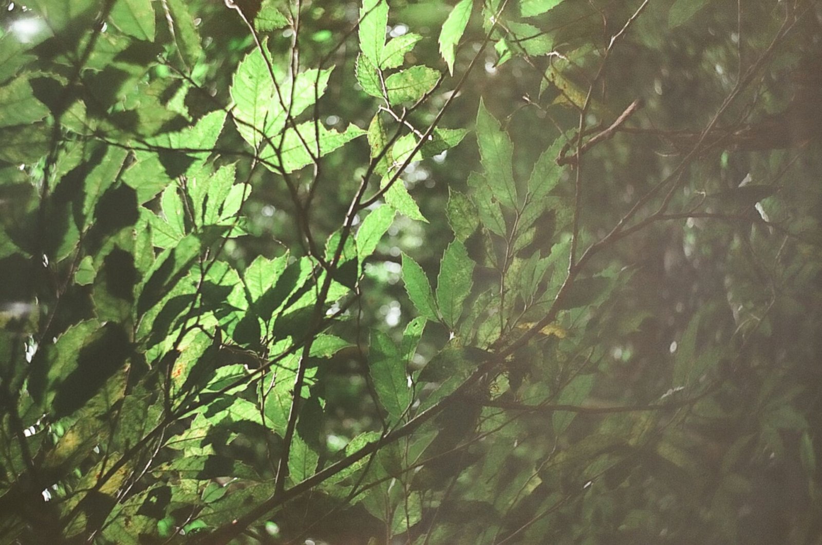 Feuillage dense d’une forêt bolivienne baignée de lumière, esprit du parc Amboró