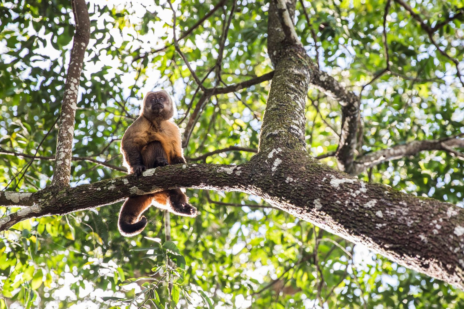 Singe capucin perché dans une forêt bolivienne, ambiance nature du parc Amboró