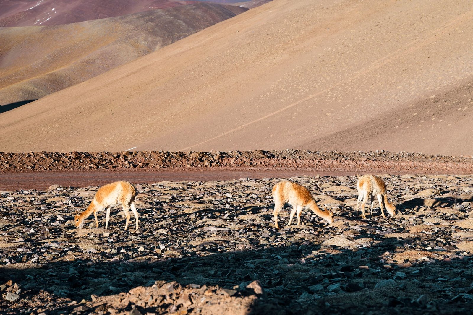Vigognes sur un plateau andin aride, ambiance proche du parc Sajama