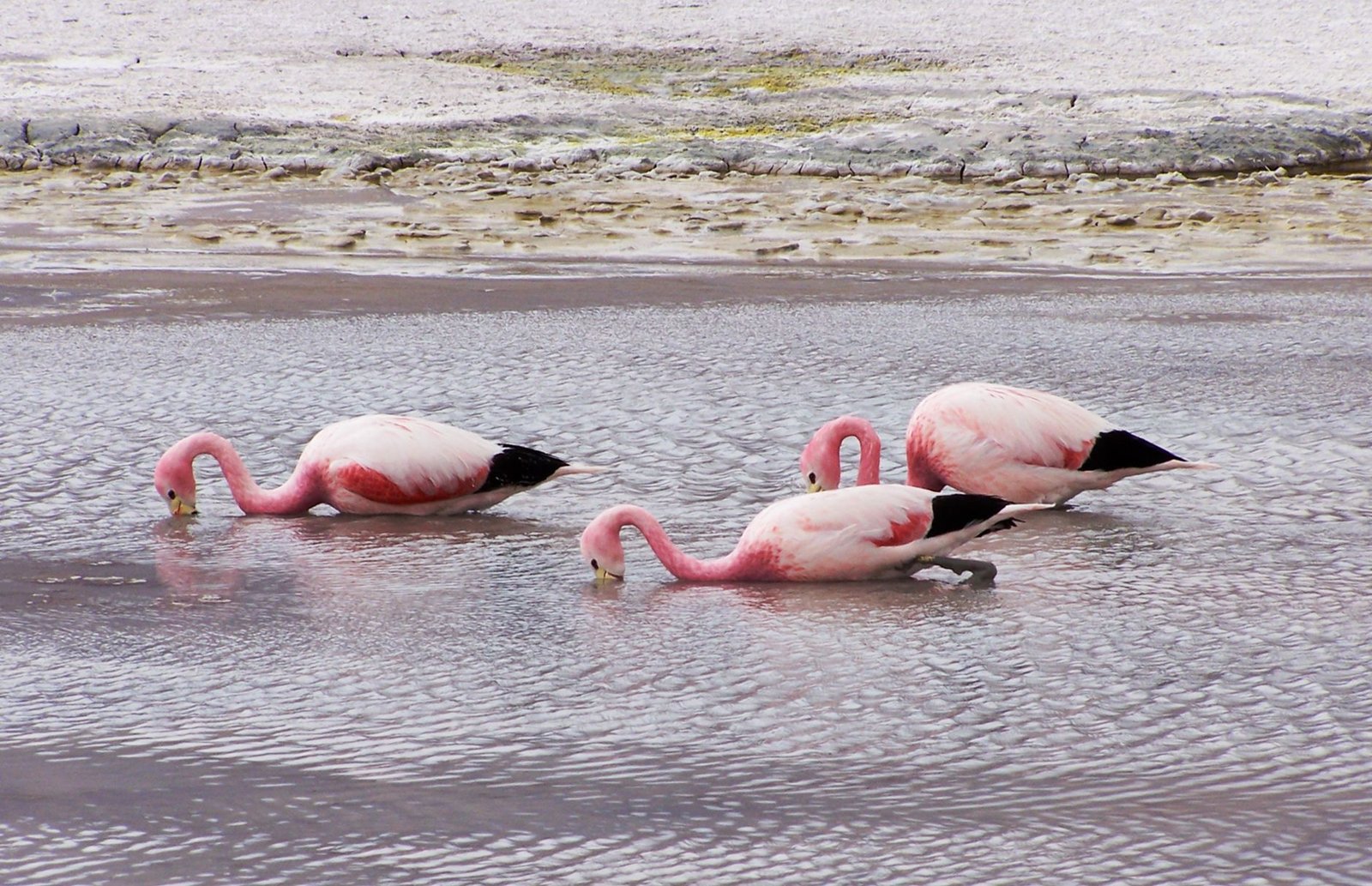 Flamants roses sur un lac andin bolivien