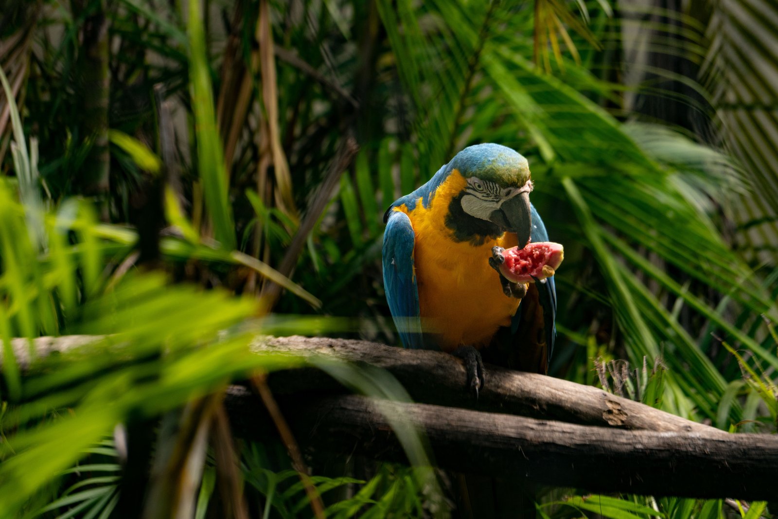 Ara bleu et jaune posé dans un environnement tropical, symbole de la biodiversité du parc Noel Kempff Mercado