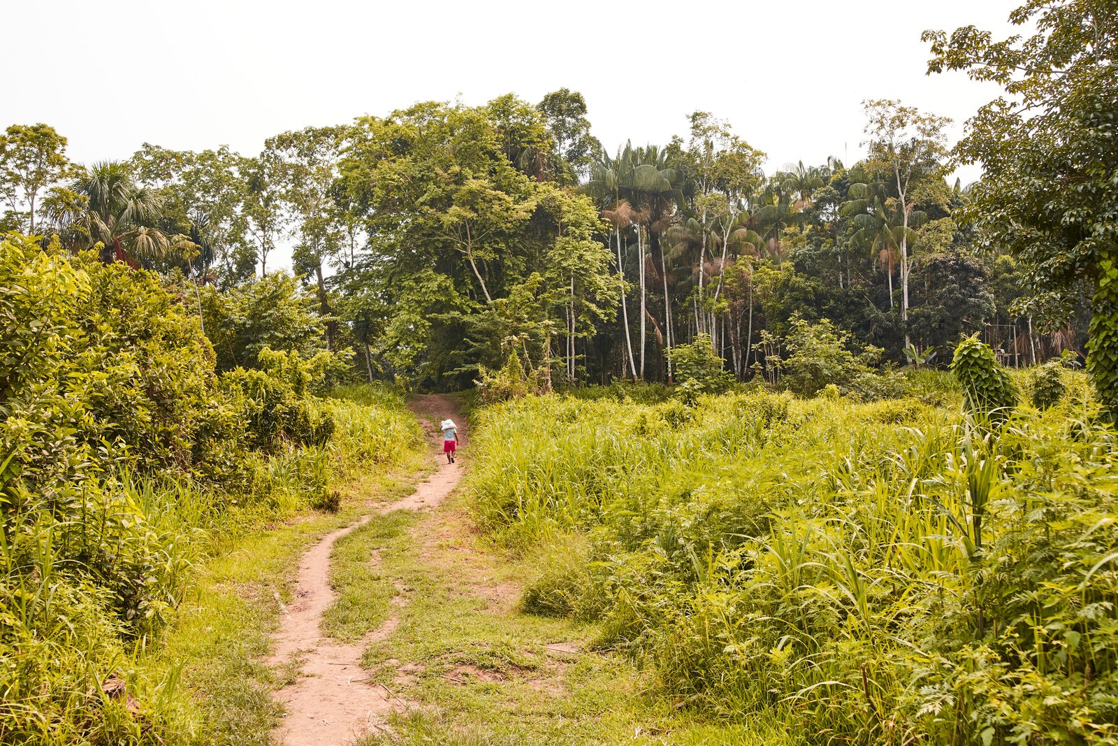 Sentier en terre dans la forêt amazonienne
