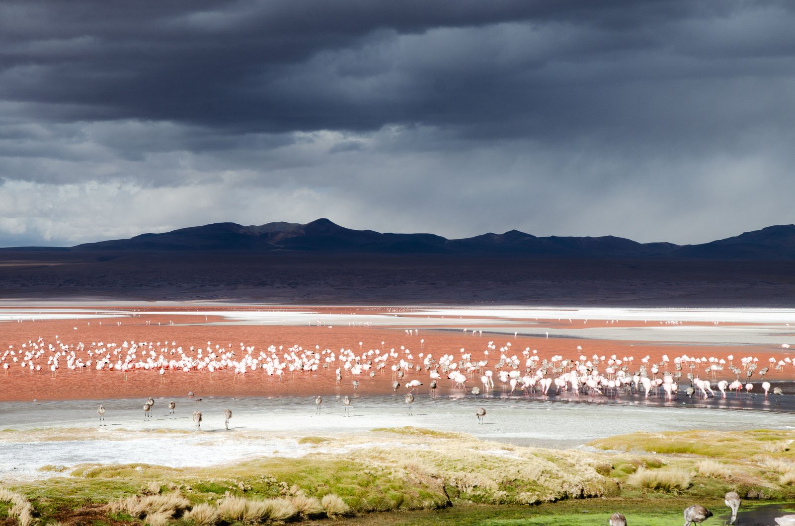 Flamants roses sur les eaux rouges de la Laguna Colorada en Bolivie