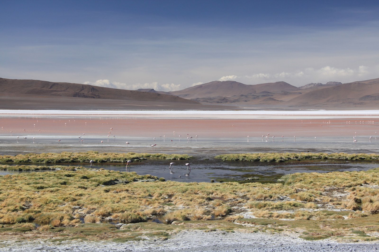 Flamants roses à la Laguna Colorada dans le Sud Lipez
