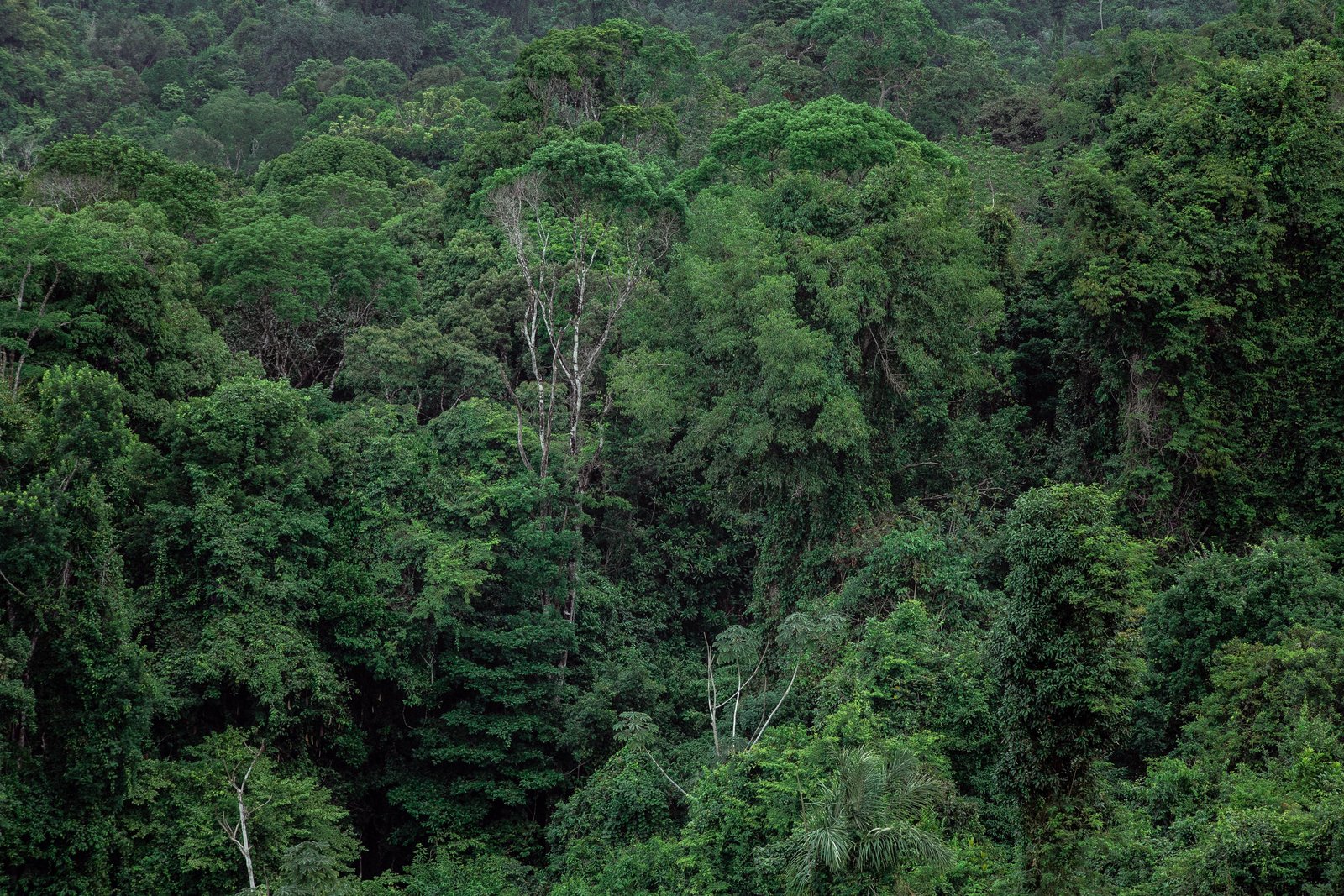 Forêt tropicale dense vue du ciel
