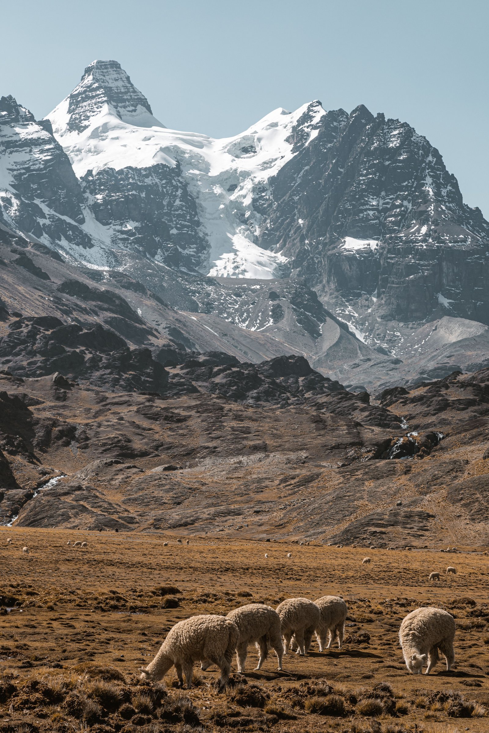 Moutons dans les paysages de l Altiplano bolivien